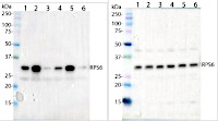 RPS6A-P240 | Phosphorylated (Ser240) 40S ribosomal protein S6-1 in the group Antibodies Plant/Algal / Plant Developmental Biology / Circadian clock at Agrisera AB (Antibodies for research) (AS19 4302)